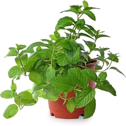 Hierbabuena |DECOALIVE | Planta Menta Marroquí | Mentha Spicata