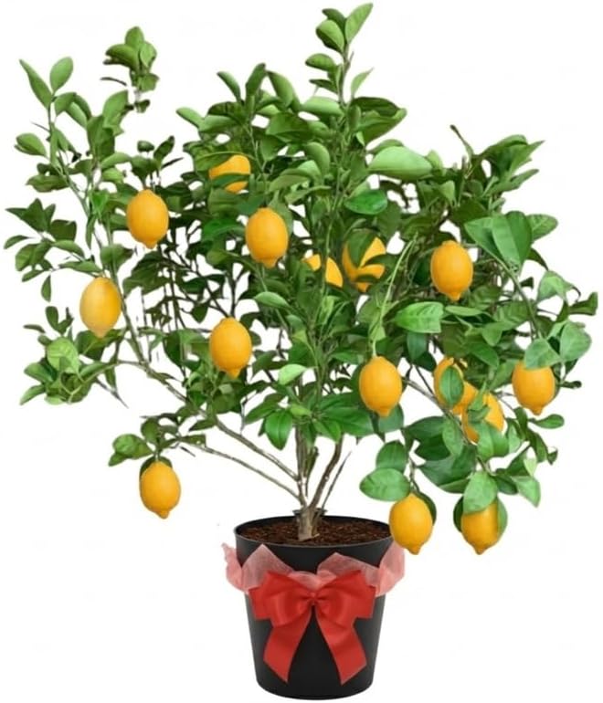 Meyer Lemon Tree Live Plant 2-3 Years Old Already Bearing Fruit, Yellow Lime Tree in 3 Gallon Pot, Cold Hardy and High-yielding