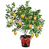Meyer Lemon Tree Live Plant 2-3 Years Old Already Bearing Fruit, Yellow Lime Tree in 3 Gallon Pot, Cold Hardy and High-yielding