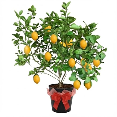 Meyer Lemon Tree Live Plant 2-3 Years Old Already Bearing