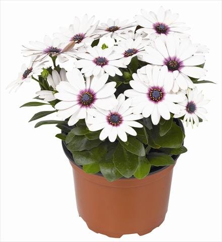 Creative Farmer Flower Seeds : Deep Purple African Daisy Plant Seeds Hybrid Organic Seeds Garden [Home Garden Seeds Eco Pack] Plant Seeds (B078RHDDGR) Amazon Price History, Amazon Price Tracker