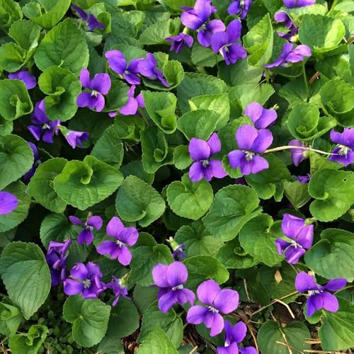 350 pz semi di viola profumate, serra balcone esotiche resistenti estivi campo rare da giardino