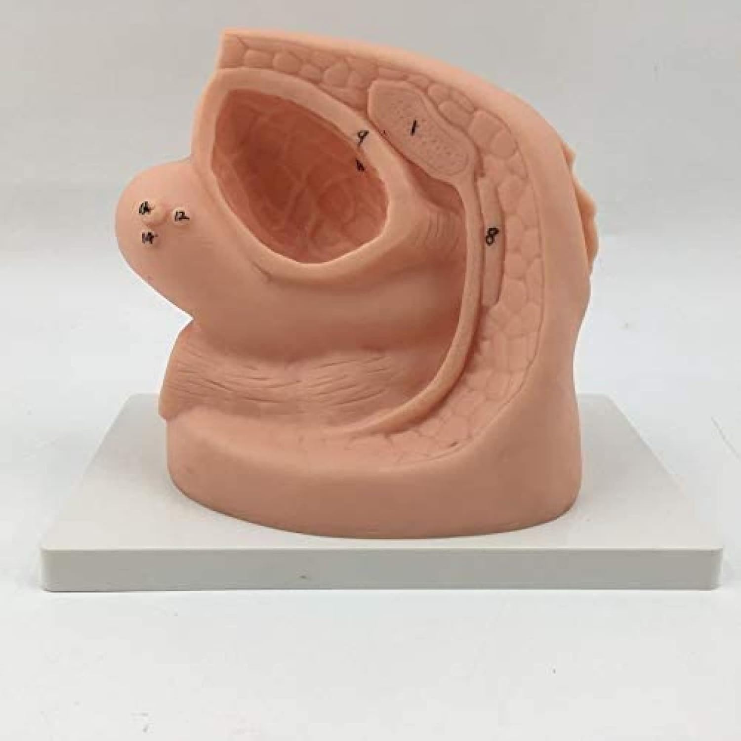 Modello di Cateterismo, Set di Anatomia del Catetere Modello di Cateterismo Femminile Semplice per Ginecologia Aiuto per La Formazione Educativa Medica
