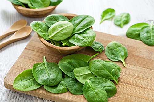 Greens Seeds Collection, 2500+ Seeds, 9 Heirloom Varieties, Arugula, Beet, Upland Cress, Vates Collard, Red Russian Kale, Crisphead Lettuce, Parris Island Lettuce, Tatsoi Mustard, Viroflay Spinach - Image 8