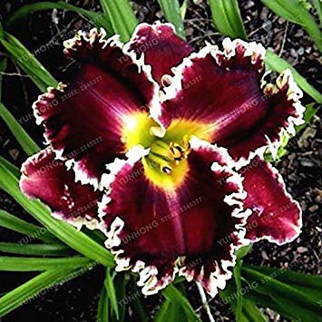 100 Semillas de Pepino Carolina del híbrido F1 Gran Huerta