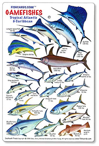 Gamefishes Tropical Atlantic and Caribbean Identification Card