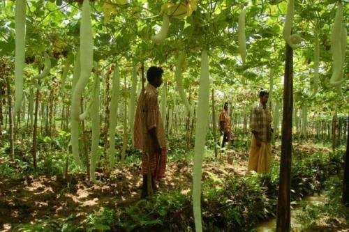 Arlo Vegetable seeds 20 Snake Gourd Seeds Pudalangai Trichosanthes cucumerina - Heirloom Long (B07G1FCG8K) Amazon Price History, Amazon Price Tracker