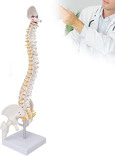Vertebral Column Model, Spine Anatomical Model, Flexible Spine Caudal Vertebra Anatomical Model with Spinal Nerves for Science Classroom Teaching