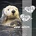 Yearace Sea Otter Stud Earrings - Cute Otter Design, Symbol of Friendship & Love, Hypoallergenic 925 Sterling Silver -Gift for Women, Daily Wear & Special Occasions