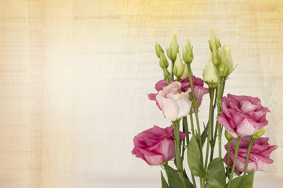 Rare flower live plant lisianthus flower plant For Home Planting pack of 1 healthy plant (B0CX6KW2ZF) Amazon Price History, Amazon Price Tracker