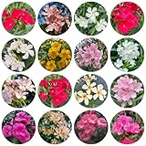 20 Piezas Arbusto Semillas De Adelfa Perenne - Semillas De Flores Perennes Resistentes, Plantas De Balcón Semillas Resistentes Mezcla De Adelfa, Semillas De Prado De Flores, Plantas De Jardí