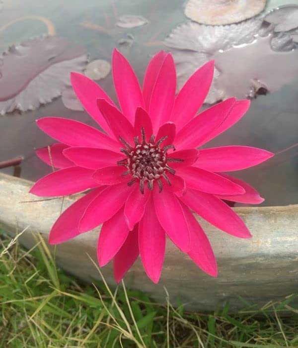 Lily Pond Store Red Flare Live Tropical Night Bloomers Waterlily Plant