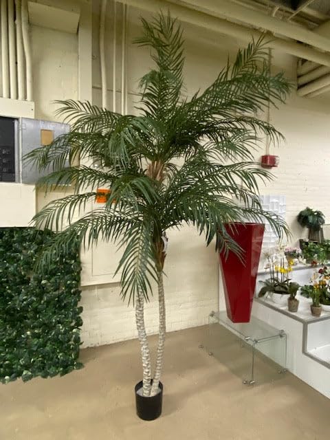 Amazon.com: SilksAreForever 8ft 6in Phoenix Double Trunk Silk Palm