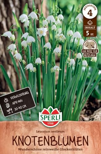 Sperli 461459 Knotenblume (5 Stück) (Blumenzwiebeln)