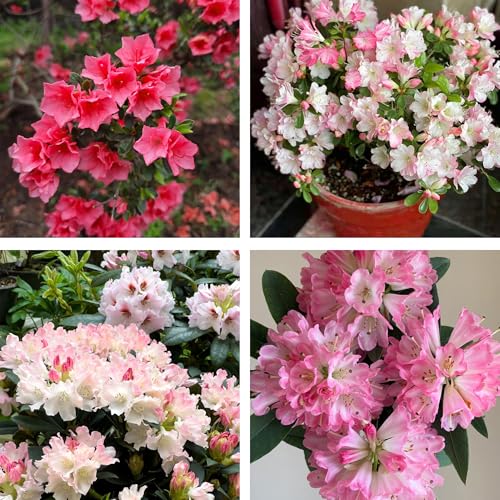 30 Azalea Flower Seeds for Planting, Mixed Color Rhododendron Seed, Perennial Flower Plants, Non-GMO Azalea Flower Seeds for Garden Home Heirloom Plant