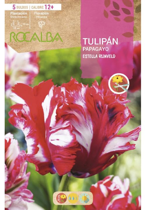 Peyca Bulbo de flor variedad Tulipan papagayo estella rijnveld 5 unidades - Rocalba
