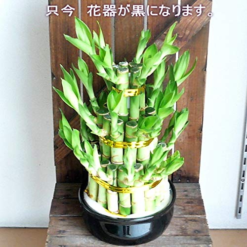 Amazon.co.jp: 【縁起の良い贈り物・ご自宅用にも】ハイドロカルチャー