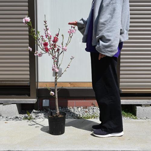 Amazon.co.jp: 源平桃苗接ぎ木3年高さ80センチ 立源平桃苗 : DIY