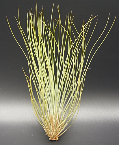 Allterra Tillandsien, Tillandsia festucoides, Bromeliengewächs Cover