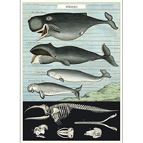 Cavallini & Co. Whale Chart Decorative Paper Sheet 20