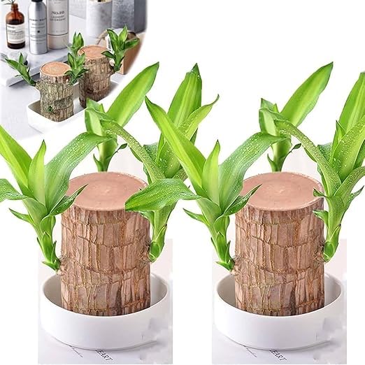 Carzillion Green Lucky Brazil Wood Potted Plant, Healthy Indoor Live Lucky Brazilian Wood Plant for Living Room, Feng Shui Plant(without Pot) (1) (B0DGX5QLFC) Amazon Price History, Amazon Price Tracker