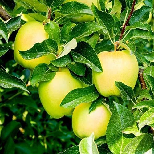 Dwarf Golden Delicious Apple Tree, SelfFertile, Very Sweet Flavour