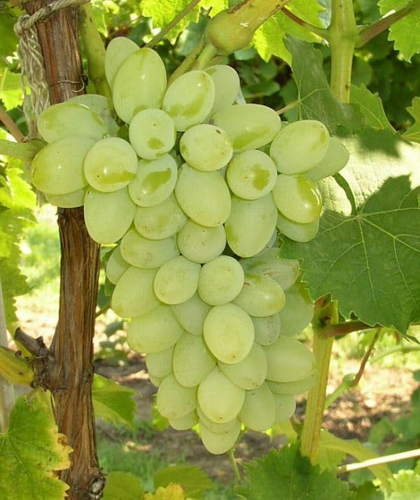 Image of GreenWorld Sweet Long Finger Seedless Green Grape Live Plant | Healthy Angoor Vine for Home Garden, Terrace, Balcony & Outdoor Growing | Green Beauty Variety | Pack of 1
