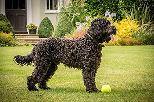 Petface Tennisbälle, 12er Pack