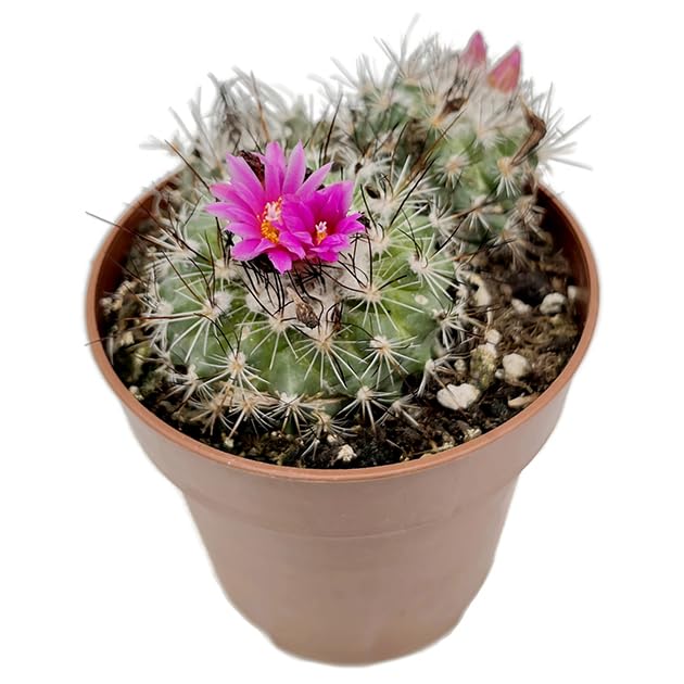 Turbinicarpus saueri ssp. nelissae - exotischer Kaktus im Ø 9 cm Topf - pflegeleichte Zimmerpflanze