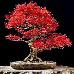25 Stks Mooie Rode Esdoorn Zaden Japanse Esdoorn Zaad Bonsai Boom Zaad Voor Huis Tuin Planten Gemakkelijk Onderhoud…