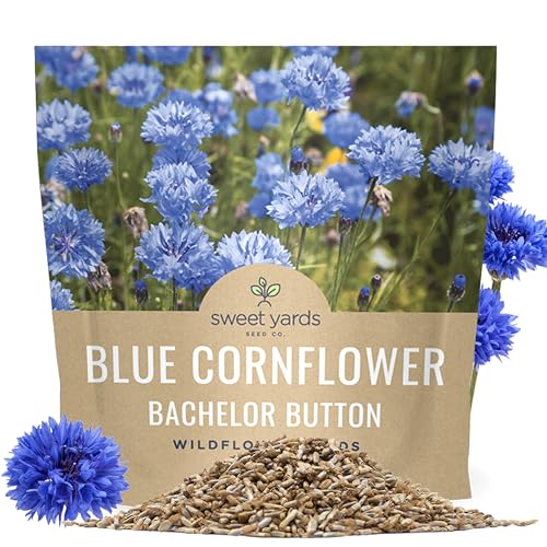 Blue Cornflower Seeds – Bachelor Buttons – Extra Large Packet – Over 5,000 Open Pollinated Non-GMO Wildflower Seeds – Centaurea cyanus