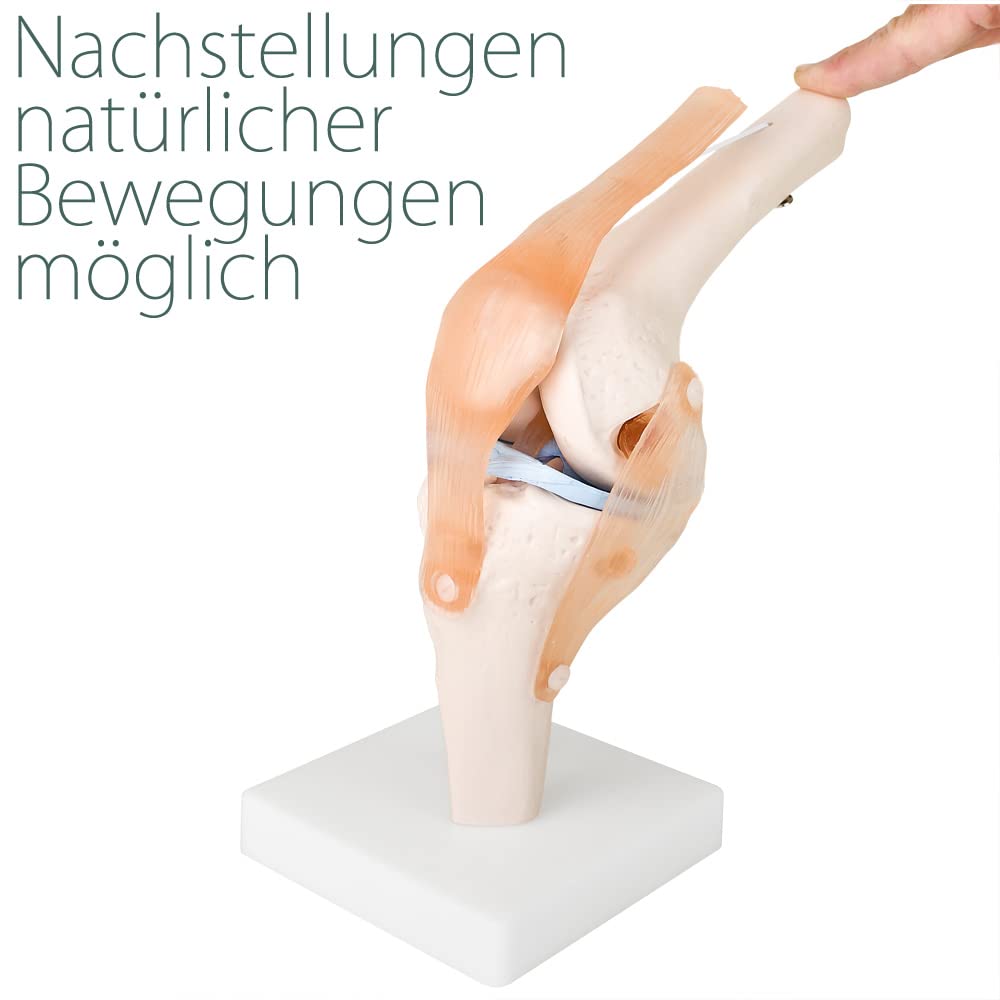 Squelette d'anatomie Modèle Articulation du Genou Modèle d'enseignement Grandeur Nature Modèle Corporel Anatomique du Genou avec une Articulation Mobile MedMod