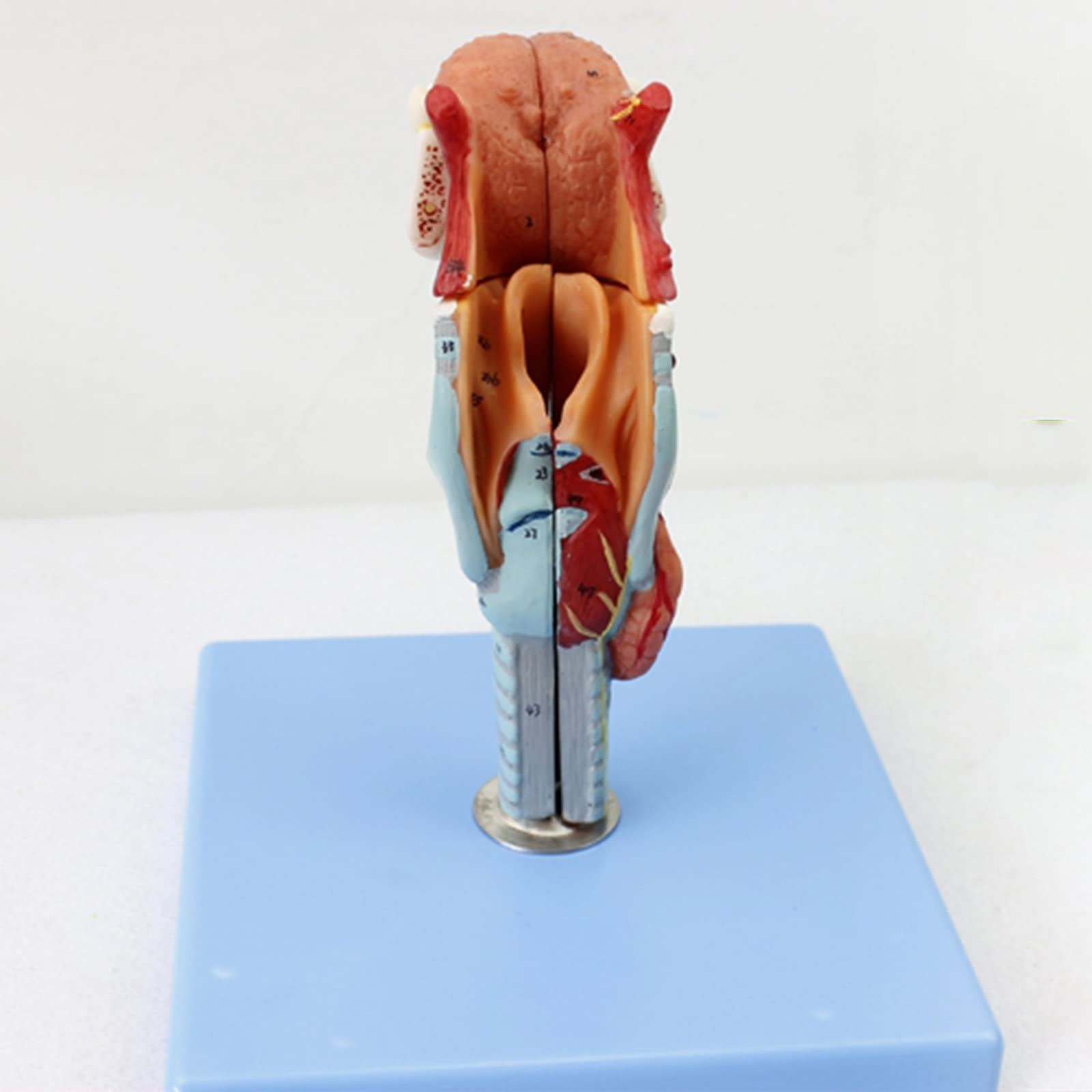 Modele dydaktyczne z zakresu biologii, Model anatomiczny gardła z językiem, 5 części, 55 wskaźników cyfrowych do celów edukacyjnych