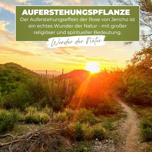 Rose von Jericho Yakeba Selaginella lepidophylla 5 Stück Set