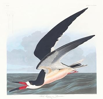 Black skimmer or shearwater 1827a1838 Poster Print by John James Audubon 24 x 36