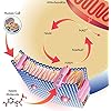 NMN-Stabilized-Form-250mg-Serving-Nicotinamide-Mononucleotide-Direct-NAD-Supplement-More-Stable-Than-Riboside-Works-Best-When-Paired-with-Resveratrol Genex Formulas Supplements 250mg - Stabilized Form (60 Capsules), 99% Pure Supplement Capsules for Increased NAD Levels…