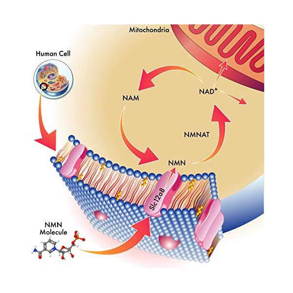 NMN-Stabilized-Form-250mg-Serving-Nicotinamide-Mononucleotide-Direct-NAD-Supplement-More-Stable-Than-Riboside-Works-Best-When-Paired-with-Resveratrol Genex Formulas Supplements 250mg - Stabilized Form (60 Capsules), 99% Pure Supplement Capsules for Increased NAD Levels…