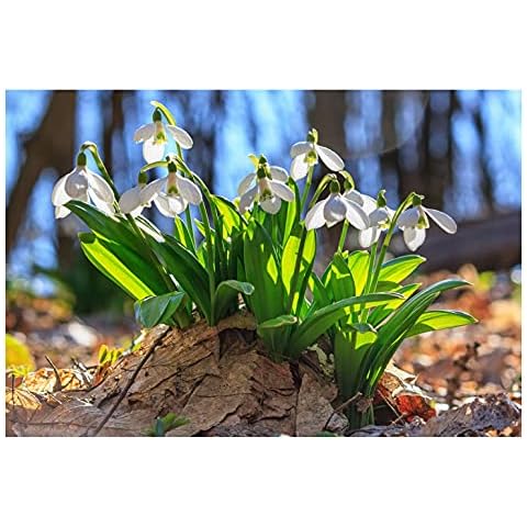 10x Snowdrop Galanthus Woronowii Bulbs for Spring Cover