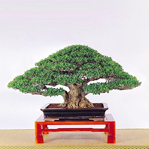 Whiie891203 Garden Seeds,50Pcs Chinese Ficus Tree Seeds Roots Bonsai Banyan Garden Outdoor Woody Plant