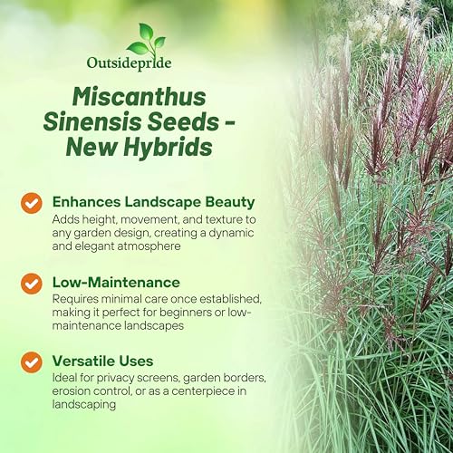 image for Outsidepride 250 Seeds Perennial Miscanthus Sinensis New Hybrids Chine