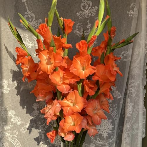 gladiolenzwiebeln winterhart mehrjährig - zimmerpflanze balkon garten 12pcs