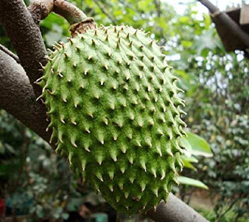 Amazon.com : Soursop Guanabana Annona Muricata 1 Live Plant : Patio, Lawn &  Garden