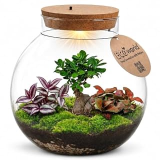 Ecoworld kit terrarium bonsaï en verre avec bouchon LED