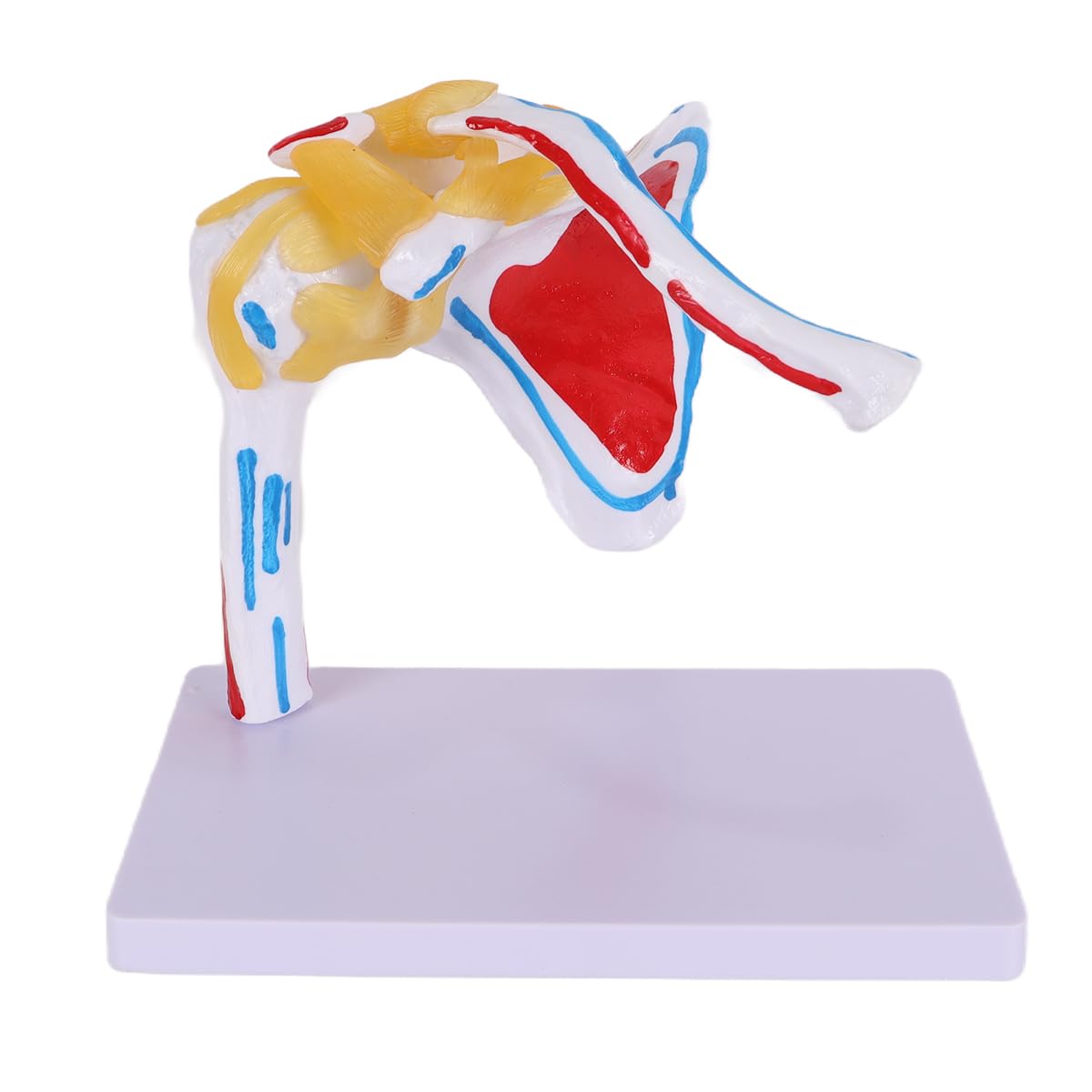 Alide Modello di articolazione della spalla umana, modello di articolazione della spalla con omero mobile, per studi medici, supporto didattico per l'insegnamento