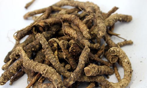 Pmw - Kutki - Picrorhiza Kurroa - Katukarogani Root - Raw Material 100% NATURAL - 50 Grams - Loose Packed