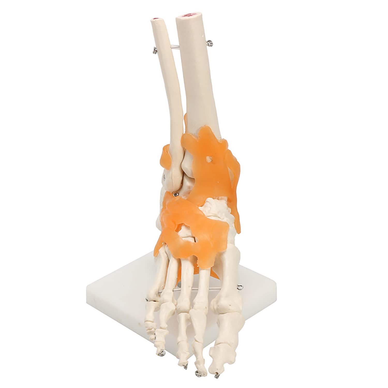 Buy Human 11 Skeleton Ligament Foot Ankle Joint Anatomi cal Anatomy