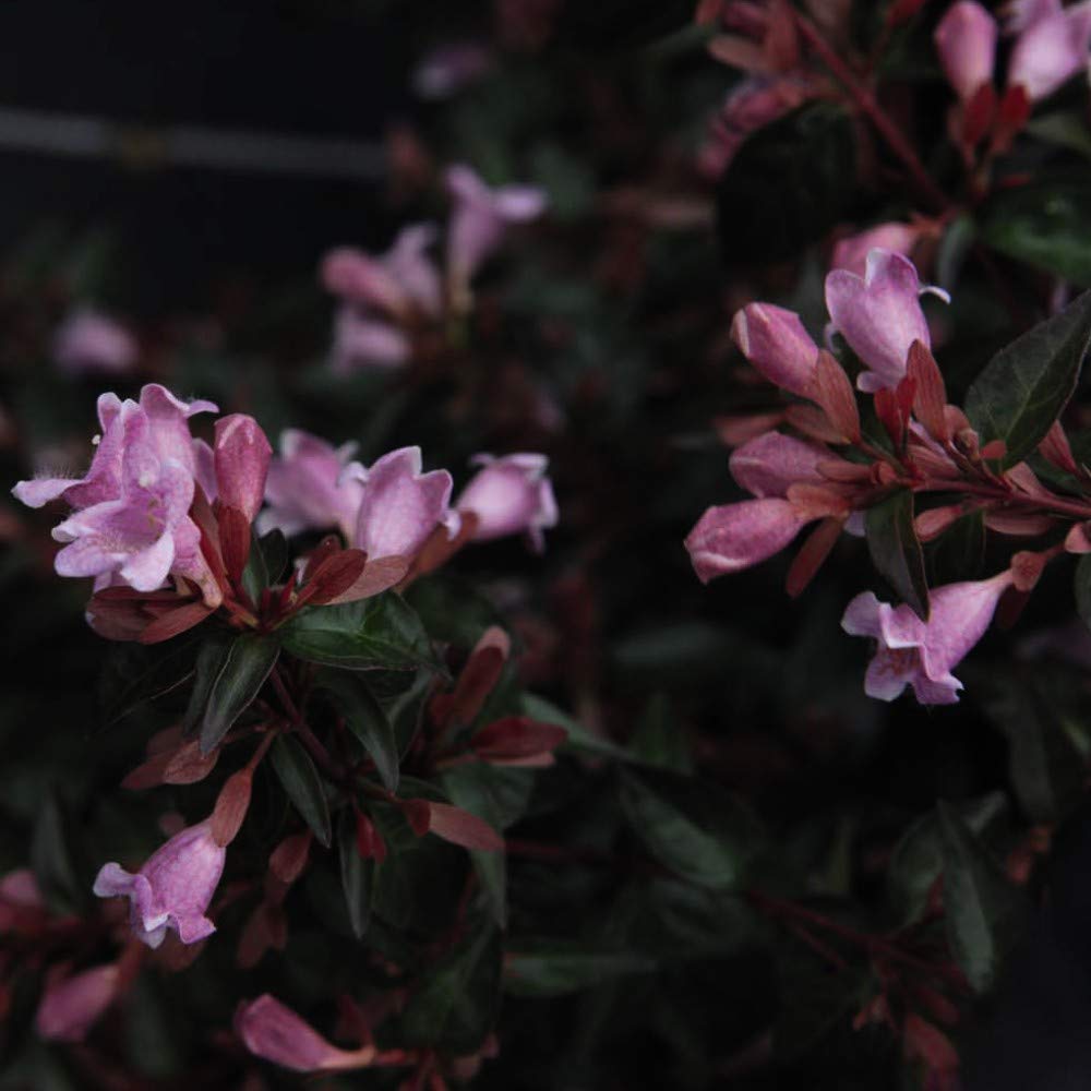 Abelia 'Edward Goucher' Glossy Abelia Potted Plant Hardy Shrubs Flowering Garden Plants Easy to Grow Your Own 1 x 3.6 Litre Pots by Thompson and Morgan
