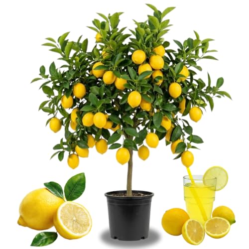 Meyer Lemon Tree Live Plant 1-1.5 Years Old Trees in Pot Fast-Fruiting Yellow Lemon Lime Tree 1-2 Feet High-yielding Summer Planting