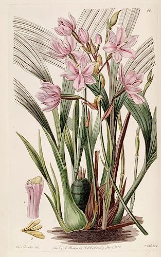 Spathoglottis Plicata affiche impression sur toile salon 60x90cm