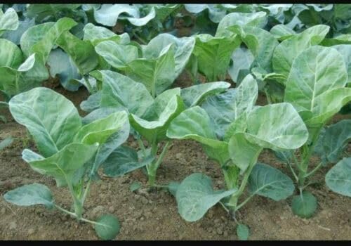 Buy4seeds 20 Seeds Chinese Kale Kailaan Chinese Broccoli Vegetable Leaves Garden Easy to Grow